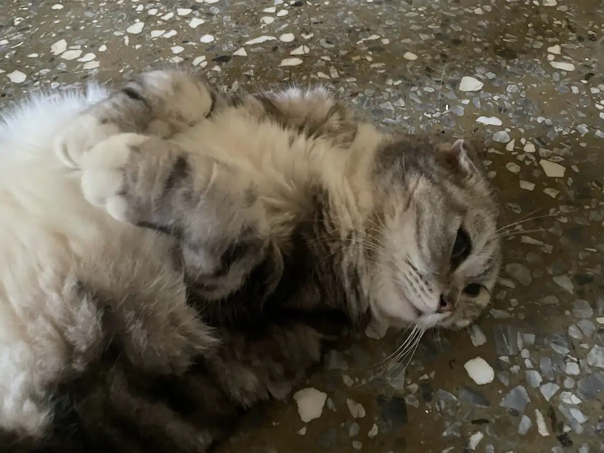 a fluffy, gray-and-white tabby cat lies on its side on a speckled terrazzo floor, looking relaxed and slightly dazed with…