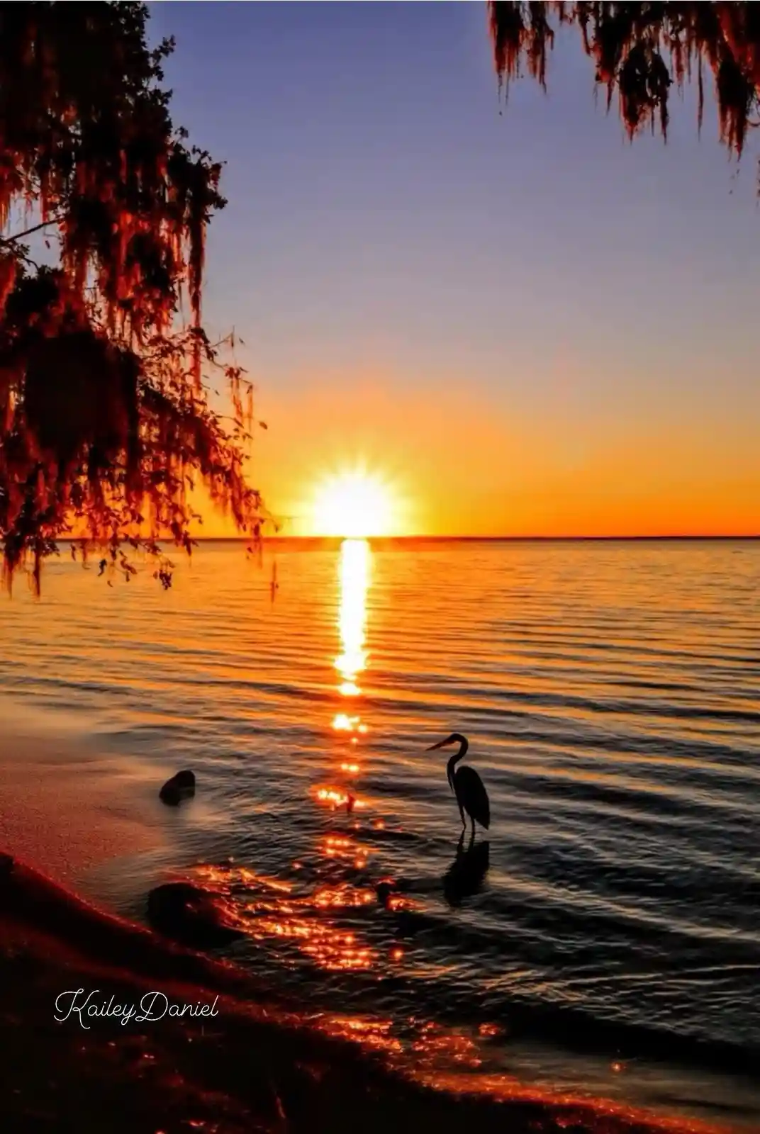 A serene sunset over water with a heron standing in shallow water near the shore, framed by hanging Spanish moss on trees…