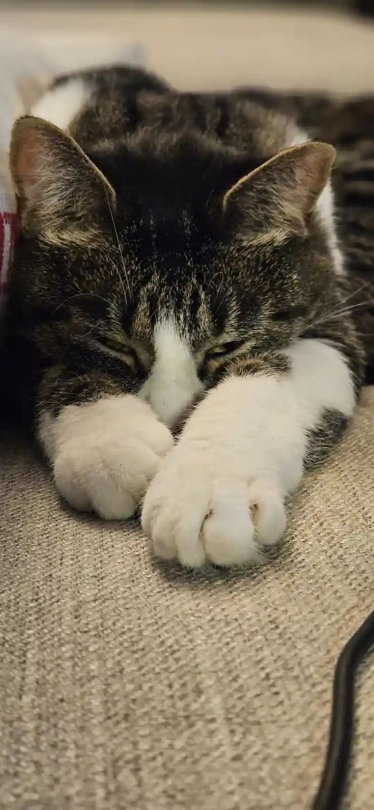 Happy Caturday! Enjoy this adorable kitty pic dump!