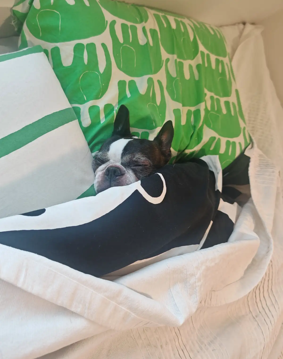 Keep dreaming and napping, my dear