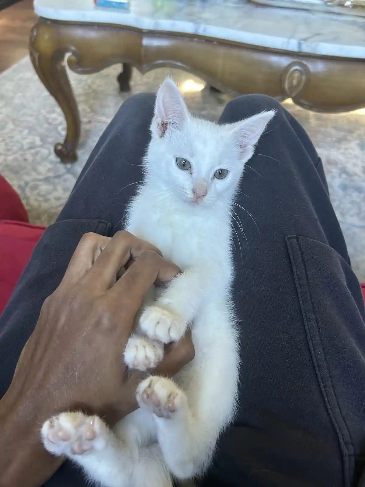 A small white kitten with light green eyes is being held upright on a person's lap, its paws dangling and being gently held…