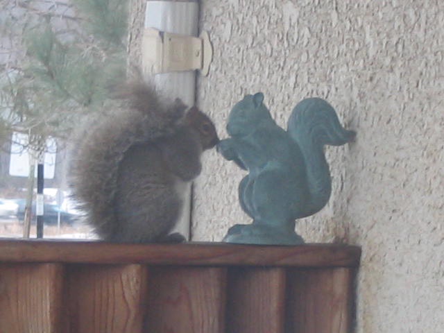 A real, fluffy gray squirrel is perched on a wooden railing next to a green metal statue of a squirrel. The live squirrel is…