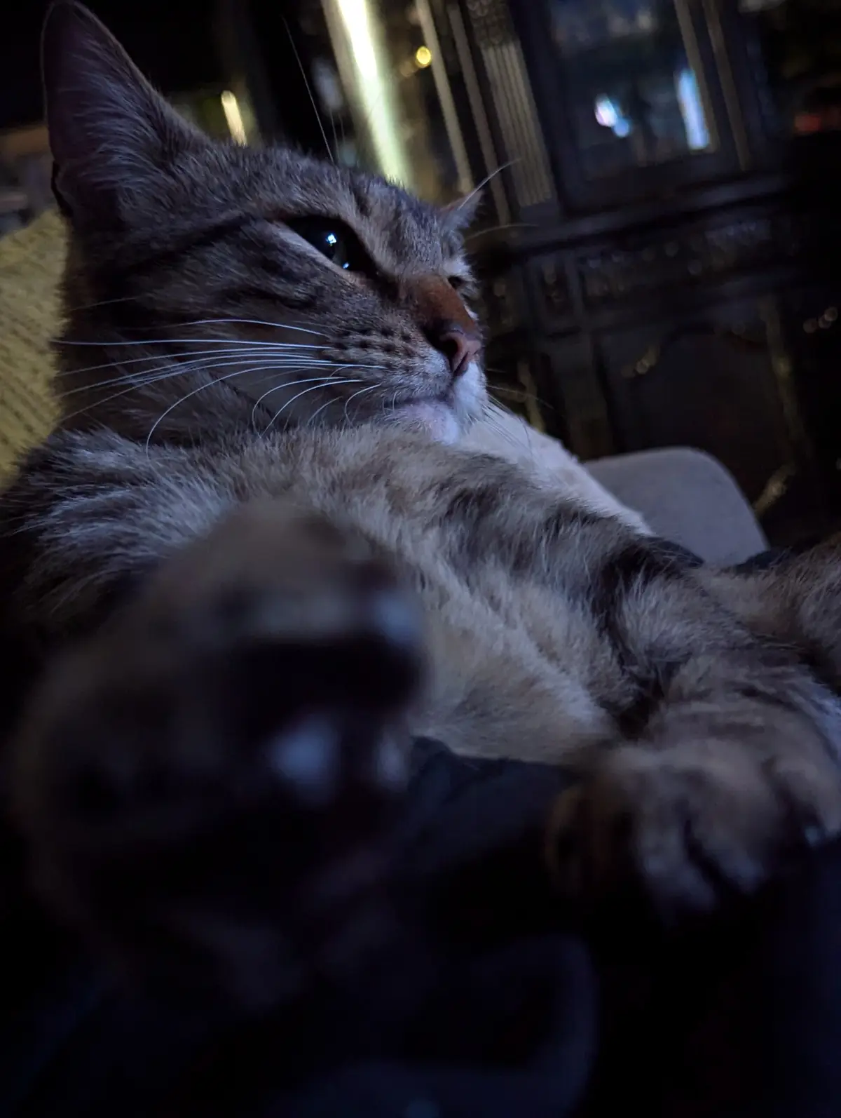 A close-up photo of a tabby cat lying on its back with one paw blurred in the foreground, looking relaxed and unbothered…