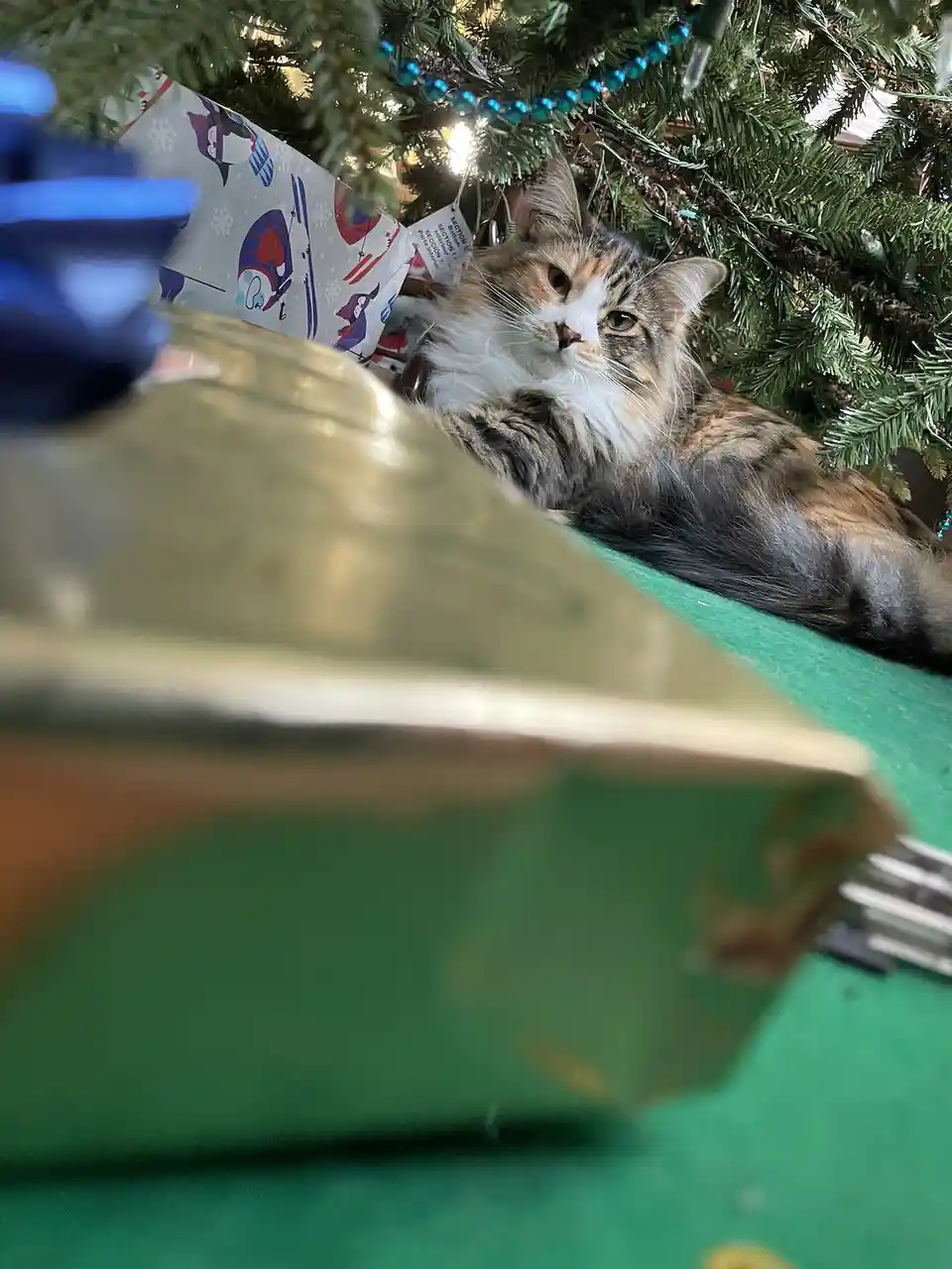 A fluffy calico cat with a white chest and brown/orange patches lies under a decorated Christmas tree, looking directly at…