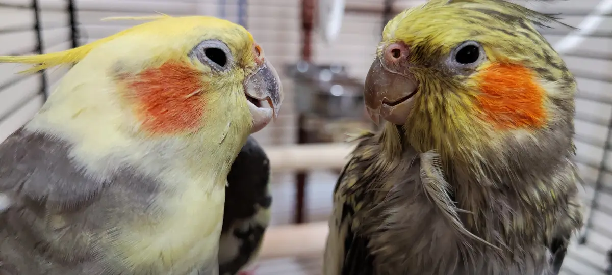 Two cockatiels face each other inside a cage, one with a bright yellow crest and orange cheek patches, the other with a more…