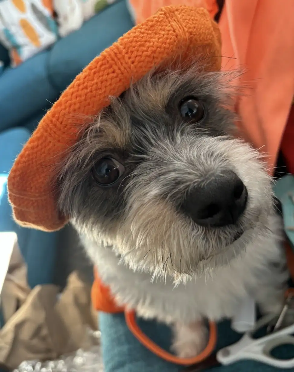 A small scruffy dog with gray and white fur wears an orange knitted beret and an orange collar, looking up with wide…