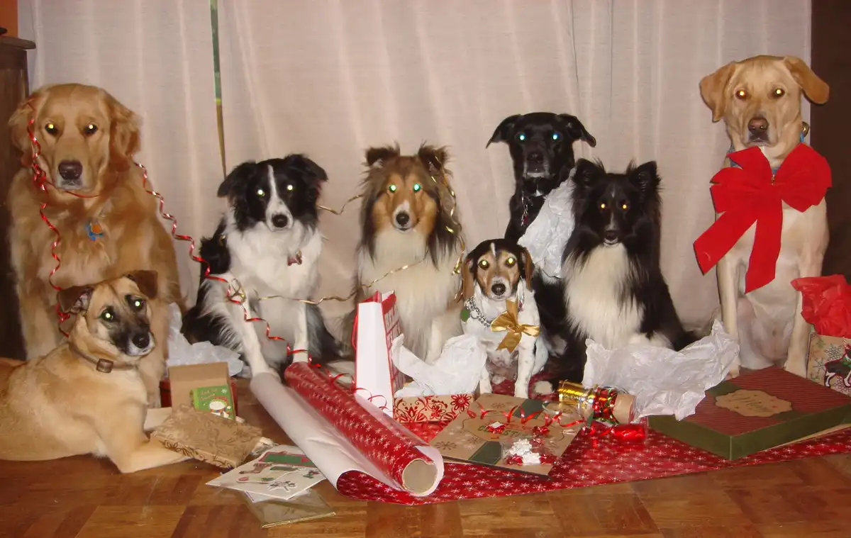 A group of eight dogs posed together on a wooden floor surrounded by Christmas wrapping paper, ribbons, gift boxes, and a…