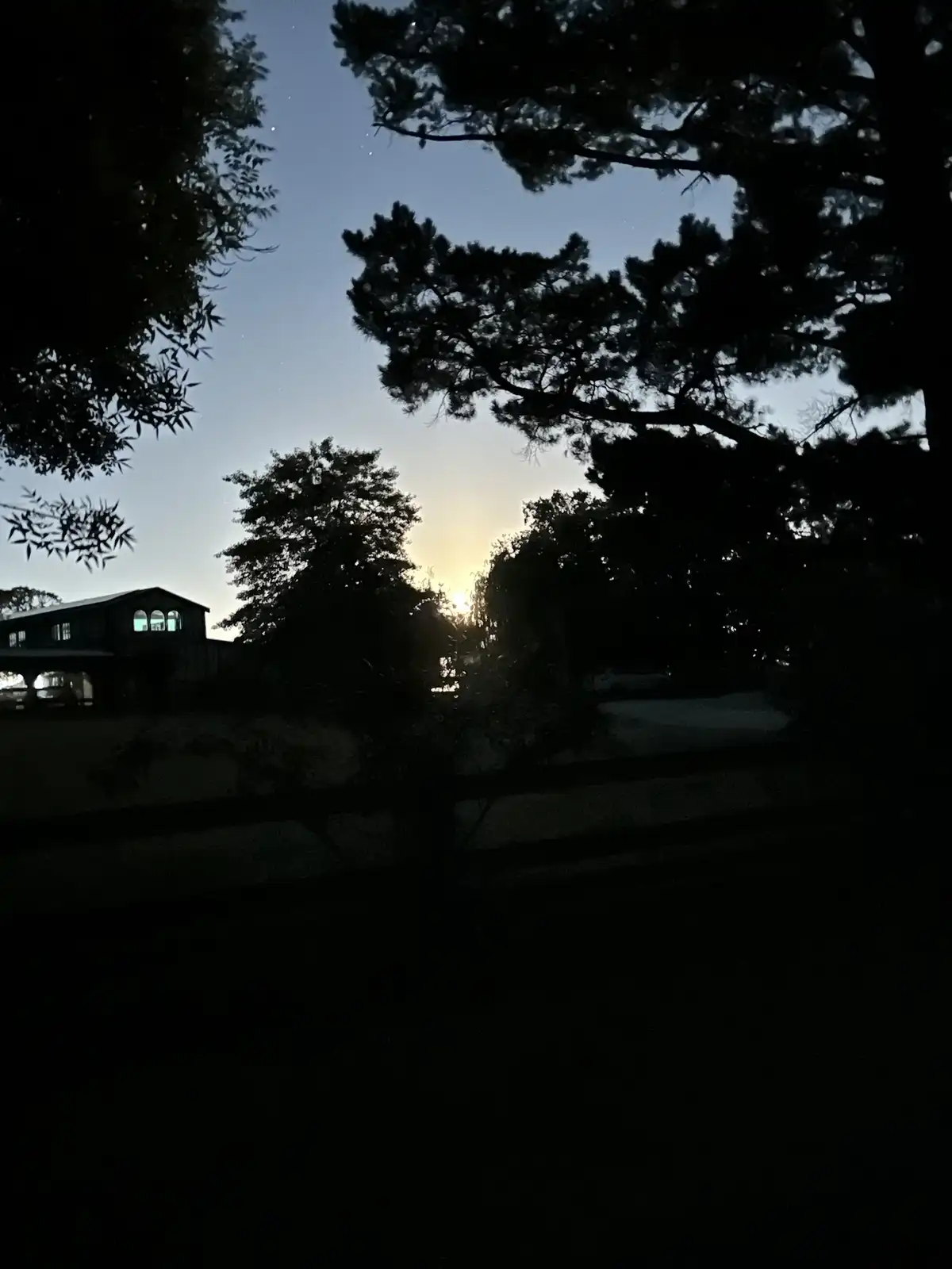 A dark, silhouetted outdoor scene at dusk or dawn, framed by tree branches, with a faintly glowing sun or moon behind trees…