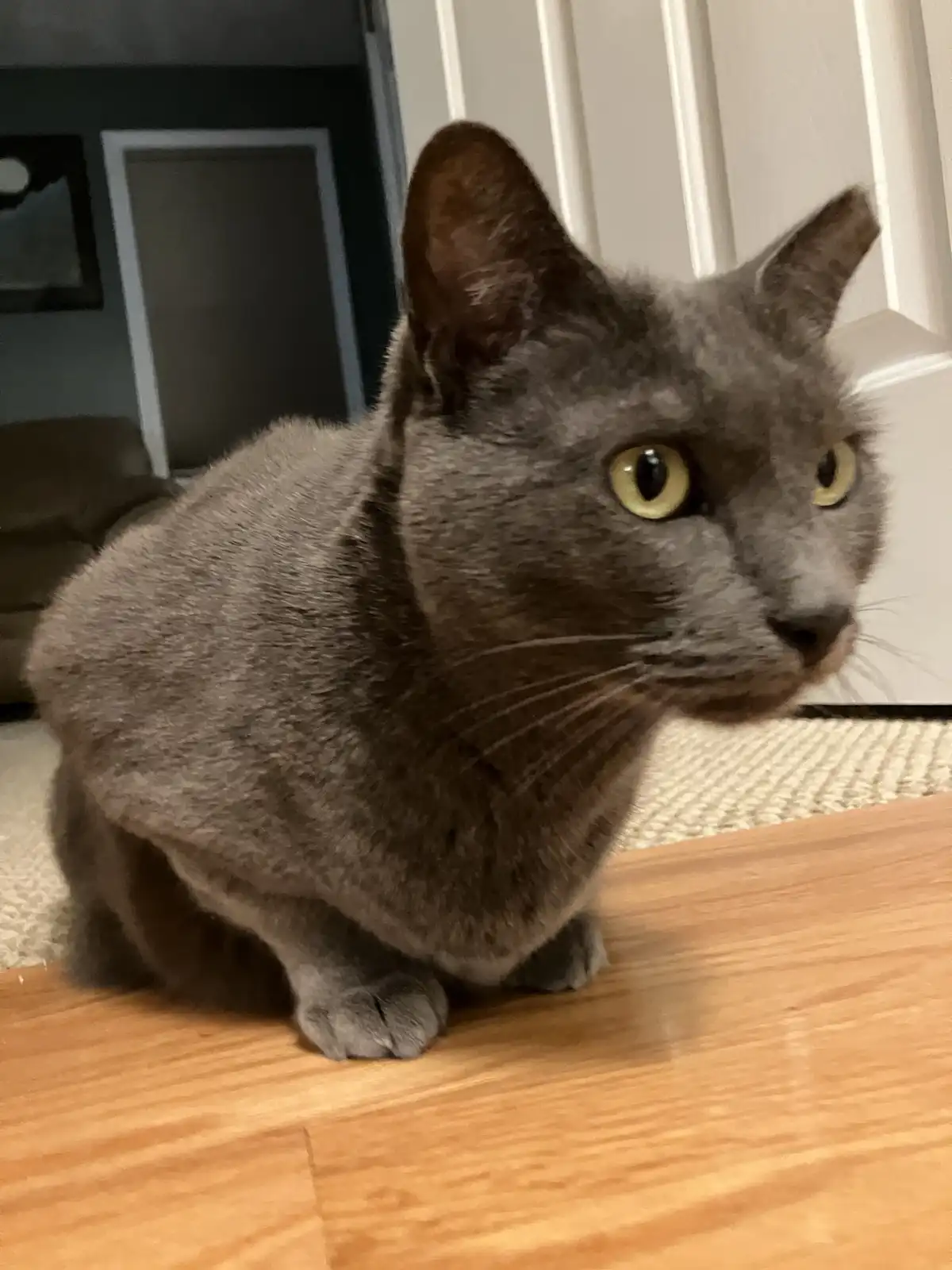 A gray cat with large yellow eyes sits on a wooden floor, looking sideways with a serious expression. The overlaid text…