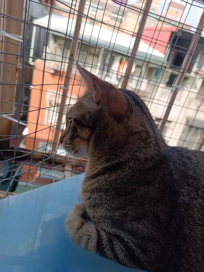 A tabby cat sits on a blue surface looking out through a wire mesh cage, with urban buildings visible in the background. The…