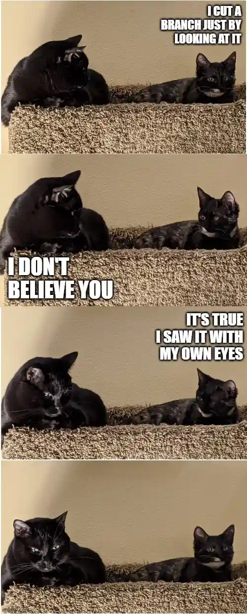 Four-panel image of two black cats on a carpeted cat tree. The first cat claims to have cut a branch by looking at it. The…