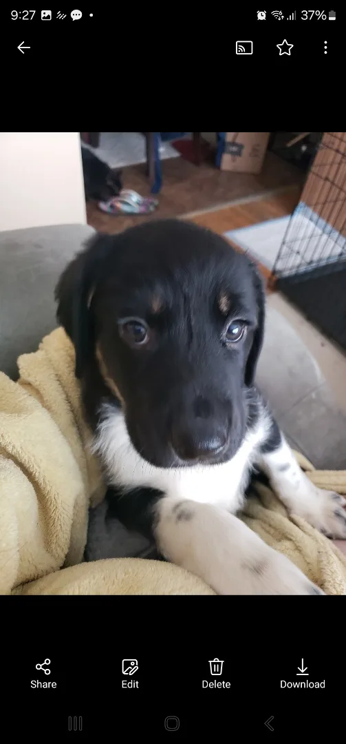 A close-up photo of a black and white puppy with large, expressive eyes looking directly at the camera, resting on a yellow…