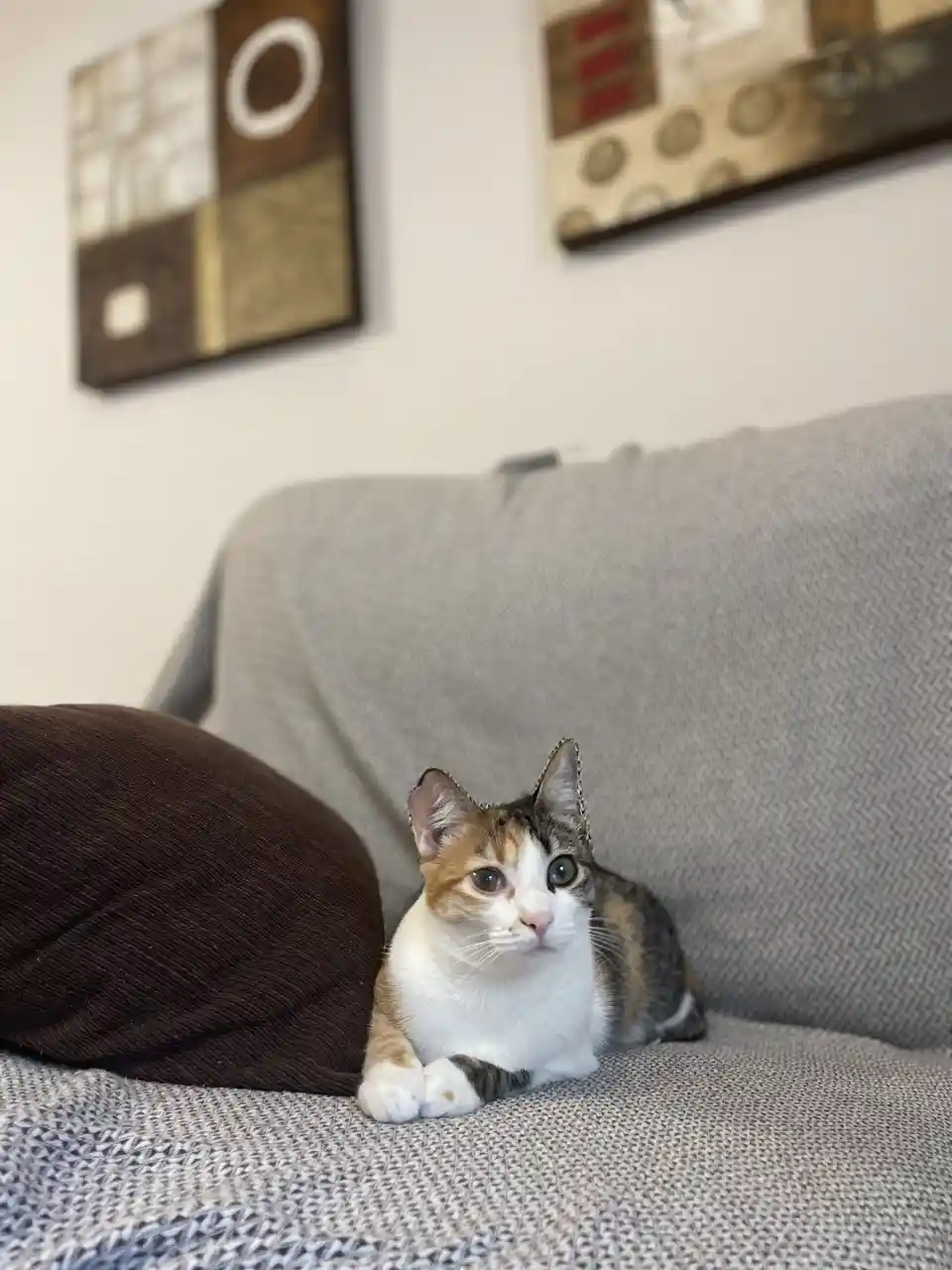 A calico cat with one green eye and one brown eye sits on a gray couch next to a brown pillow, looking directly at the…