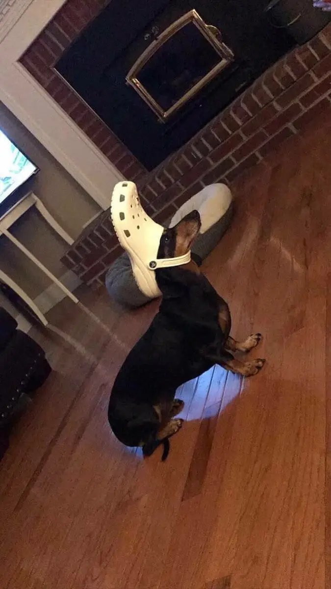 A black and tan dachshund sits on a wooden floor in a living room, with a white Croc shoe perched on its head. Behind the…