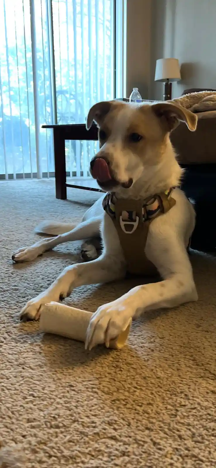 A light-colored dog wearing a harness lies on a carpeted floor, holding a toilet paper roll between its paws and licking its…