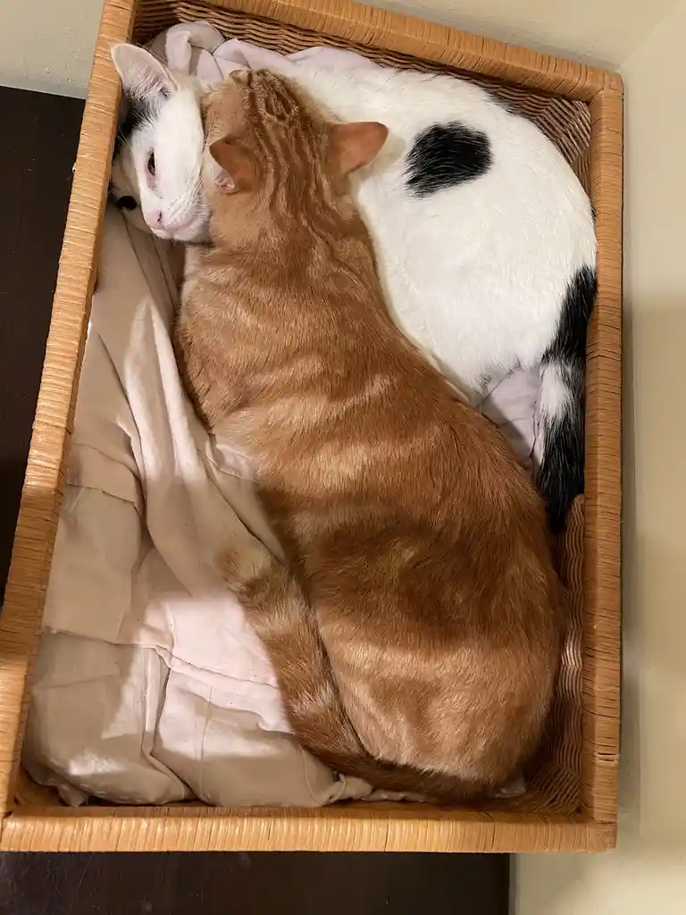 Just a delightful cat moment!