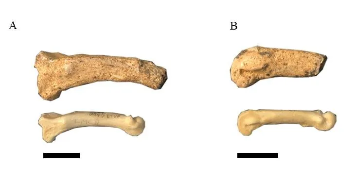 The image displays two sets of fossilized bones labeled A and B. Set A includes a larger, weathered bone and a smaller…