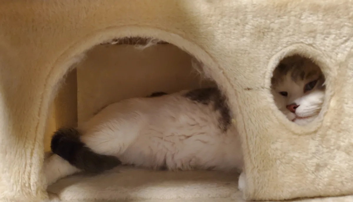A fluffy white and gray cat is curled up inside a beige, plush cat house, peeking out through a circular opening with a…