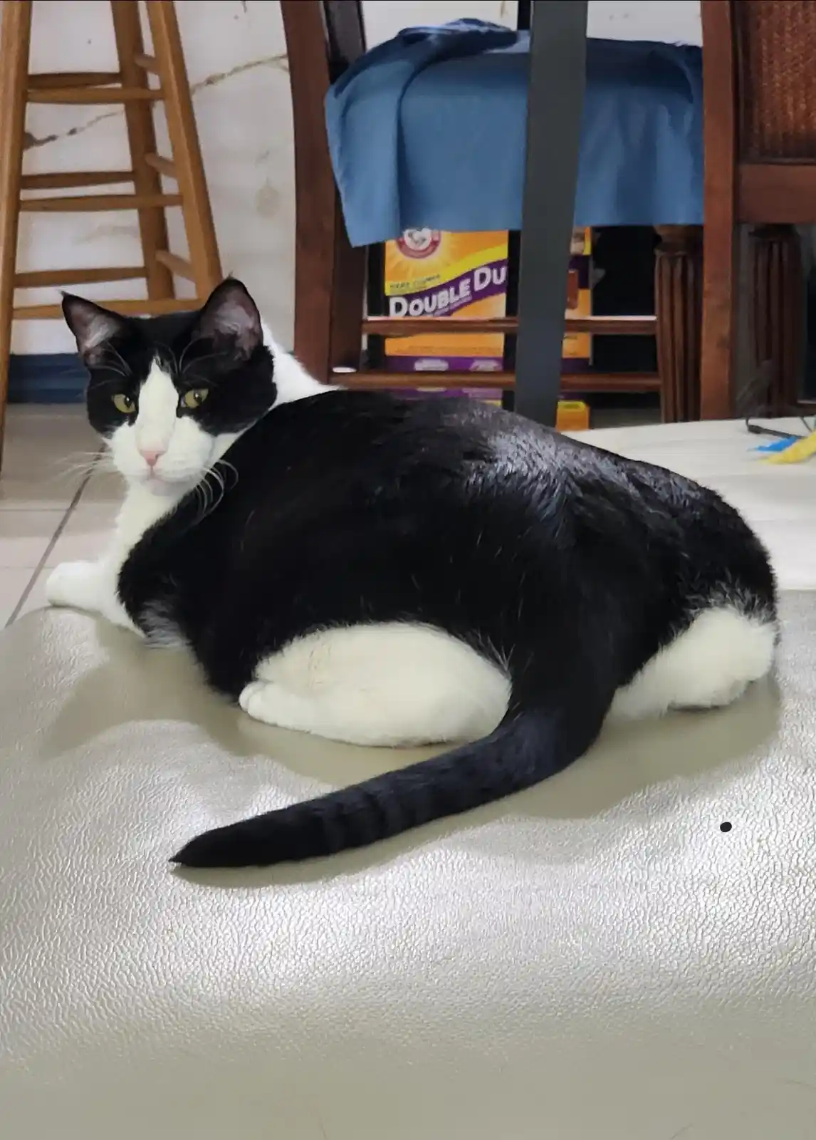 A black and white cat is lying on a light-colored textured surface, looking directly at the camera with a relaxed but…