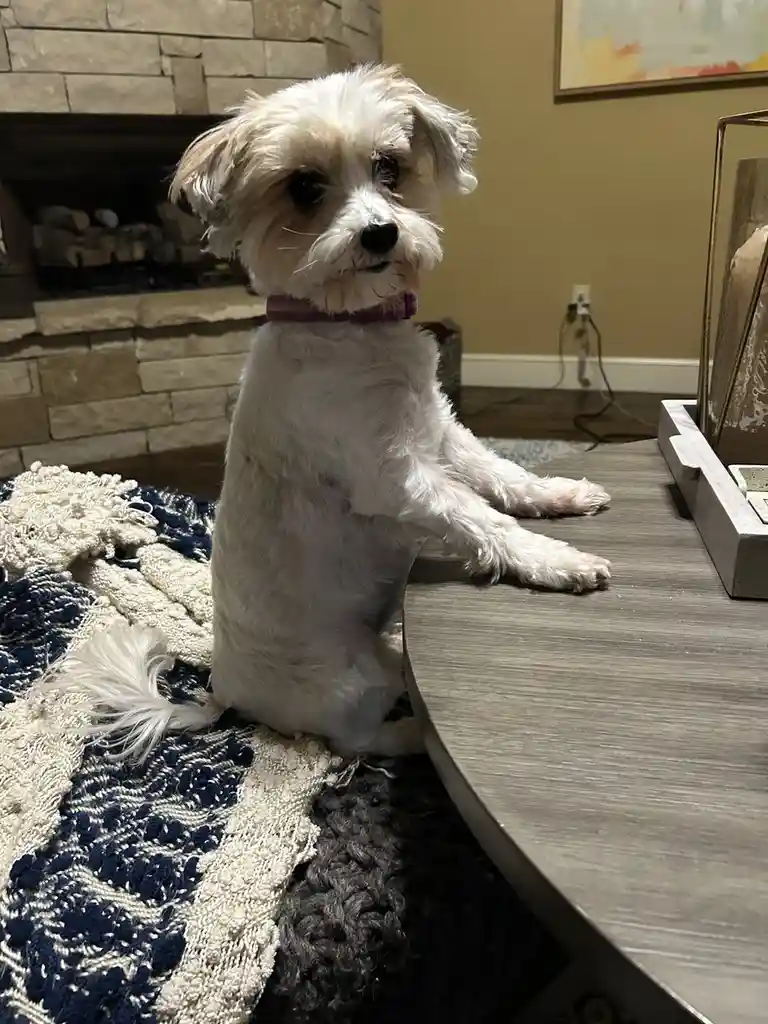 A small, fluffy white dog with a purple collar sits upright on a patterned rug next to a wooden table, looking directly at…