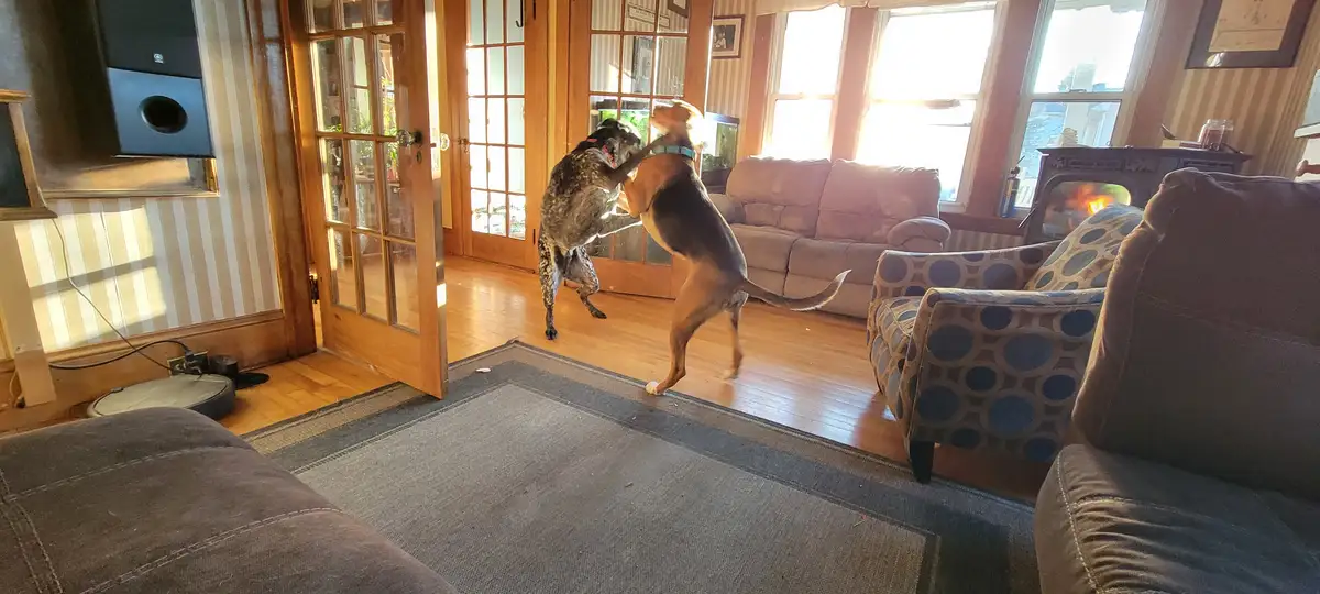 Two dogs are standing on their hind legs in a living room, playfully wrestling or fighting near a set of French doors. The…