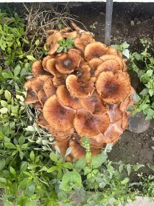 A dense cluster of brown, fan-shaped mushrooms grows out of the soil in a garden, surrounded by green weeds and dirt. The…