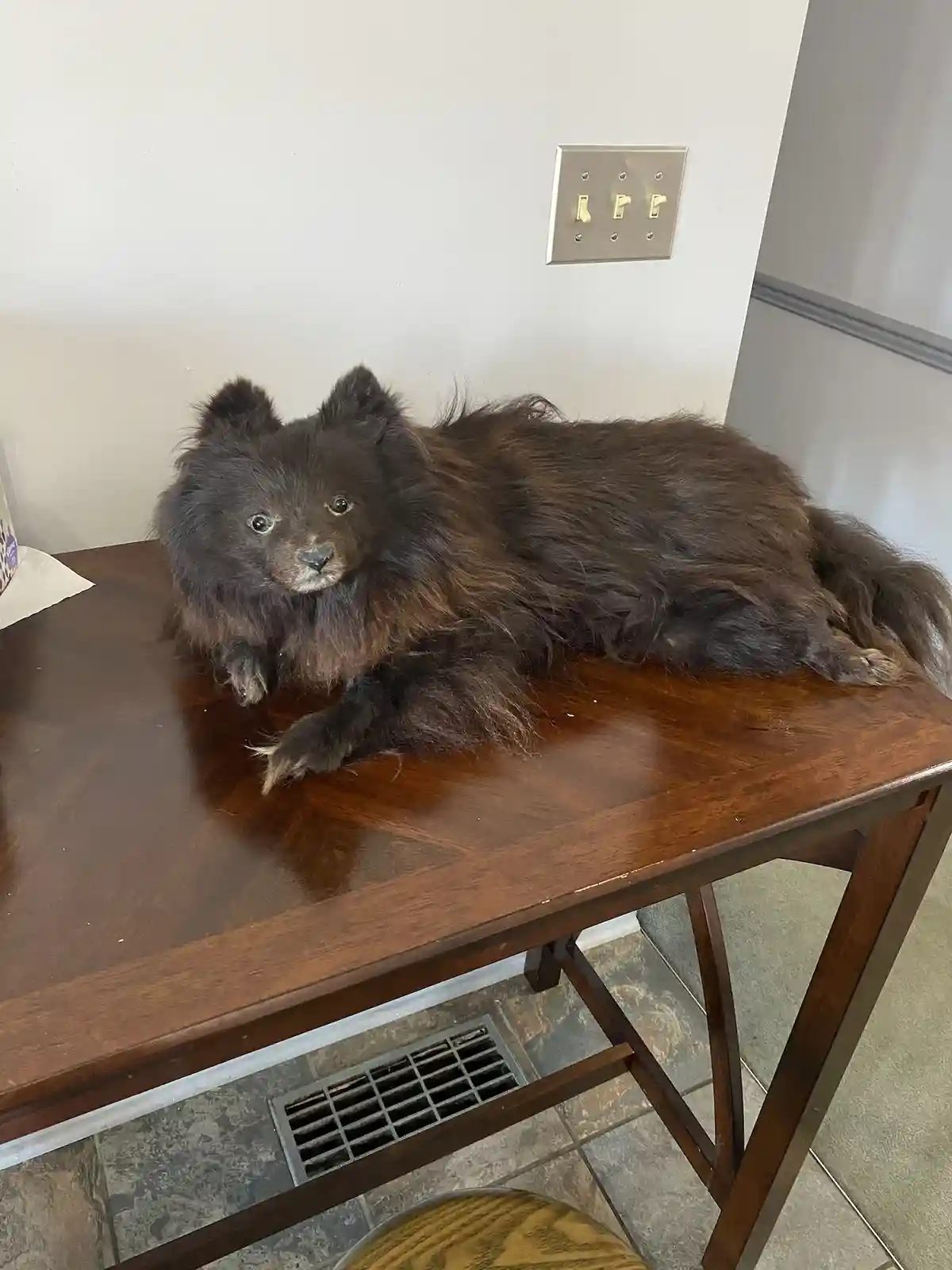 A fluffy black dog with a bear-like appearance is lying on a polished wooden table, looking directly at the camera with a…