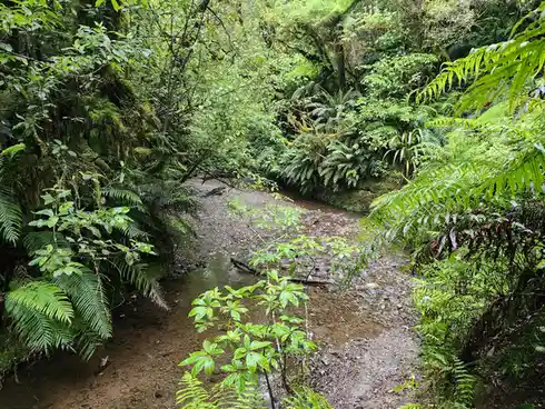 A lush, green forest scene with a shallow, muddy stream winding through dense ferns and moss-covered trees. Overlaid text…