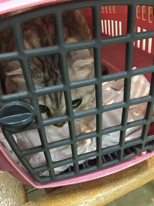 Just a Cute Cat Moment