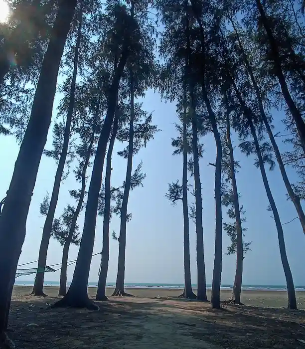 A low-angle photo shows tall, slender trees silhouetted against a bright blue sky on a sandy beach, with a green hammock…