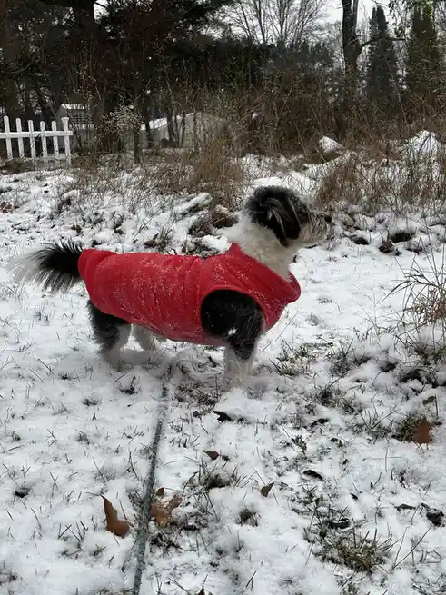 A small black and white dog wearing a bright red sweater stands in a snowy yard with dry grass and a white picket fence in…