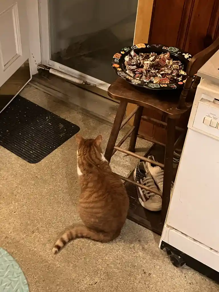 Buddy Eagerly Awaiting Trick or Treaters