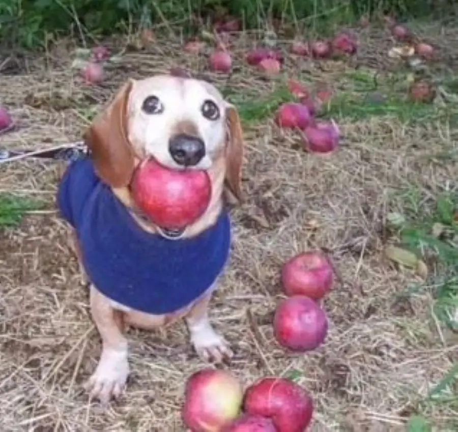 The Adorable Apple Pup