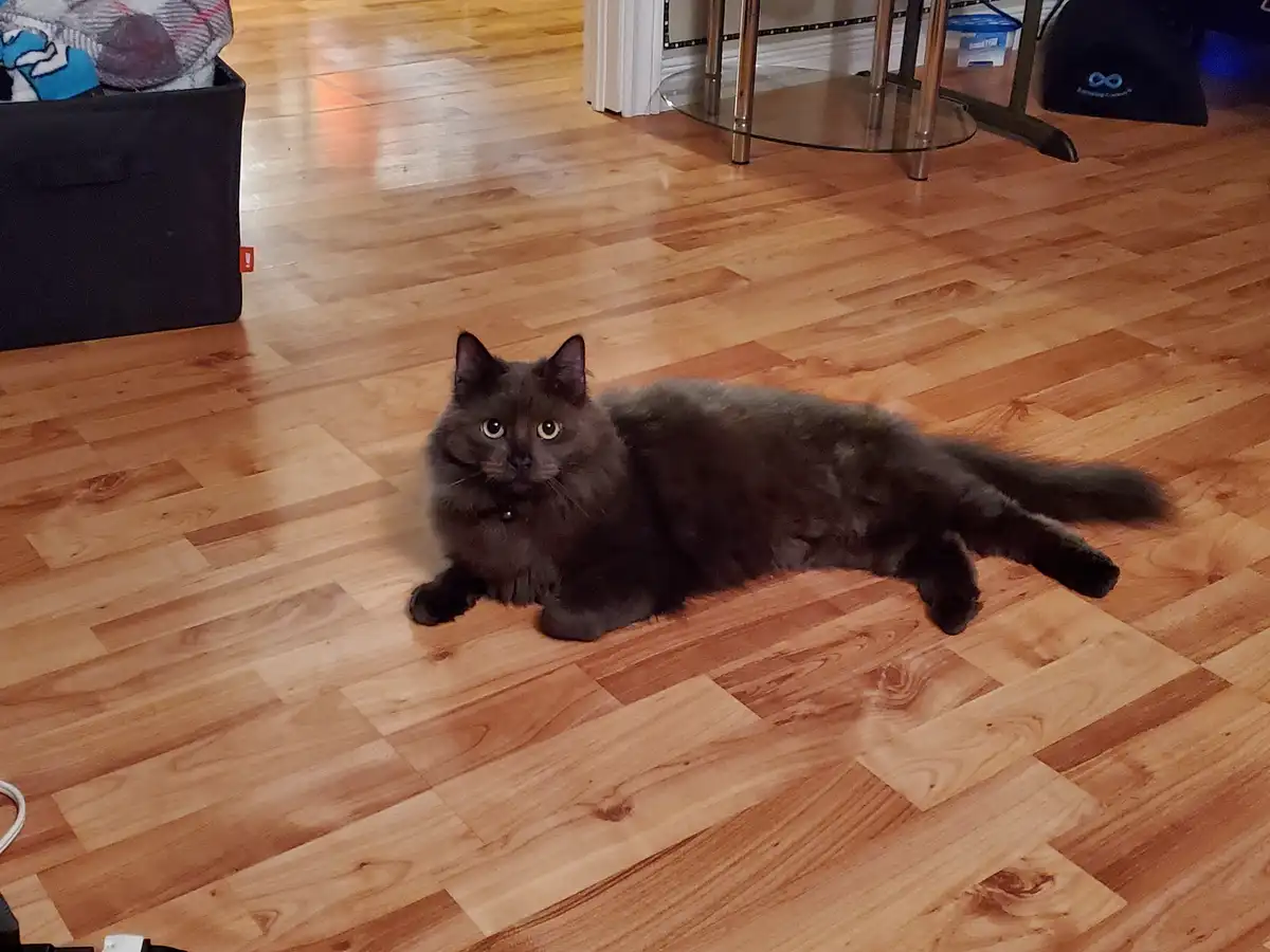 A fluffy gray cat lies stretched out on a light-colored hardwood floor, looking directly at the camera with wide, innocent…