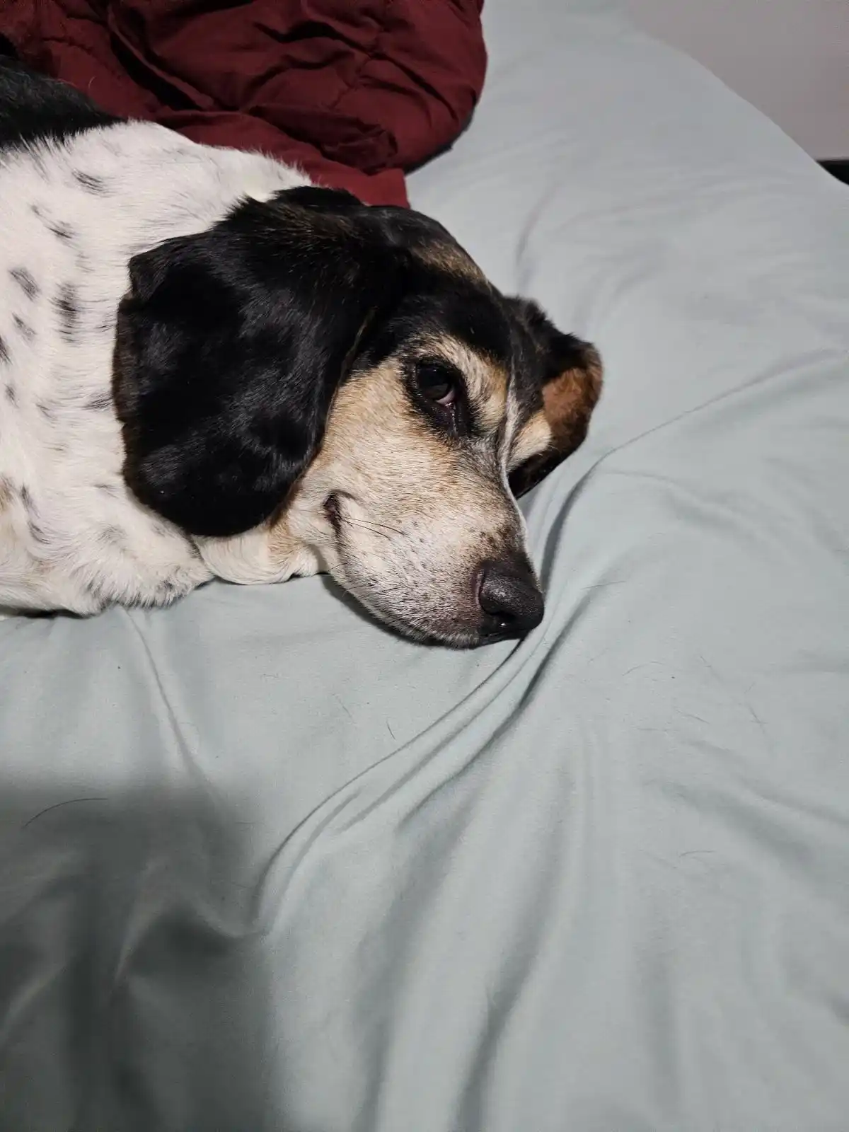 A black, white, and tan dog with droopy ears rests its head on a light gray bedsheet, looking tired or uninterested. Behind…