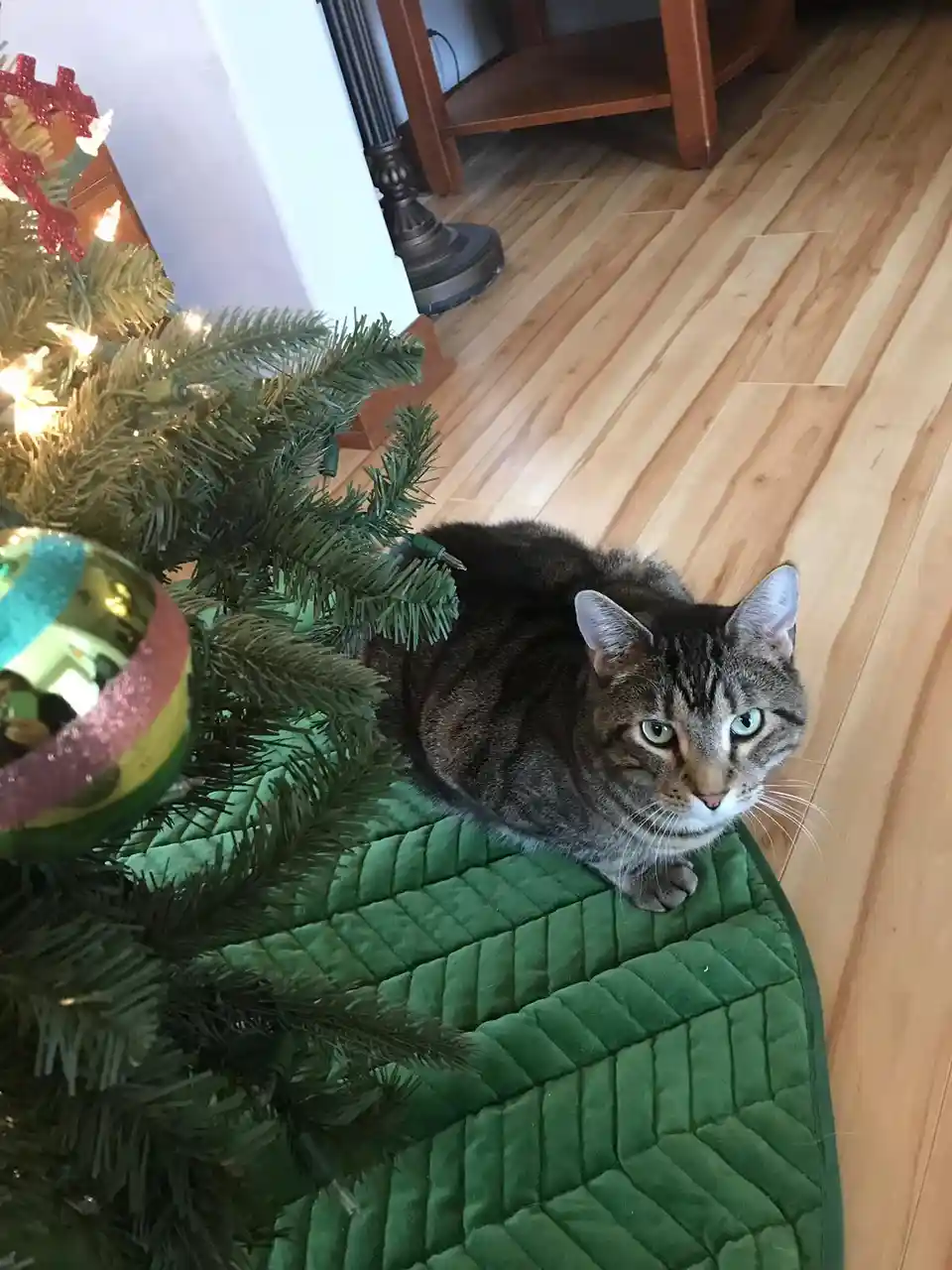 A tabby cat with green eyes sits calmly on a green quilted tree skirt beneath a lit Christmas tree, looking directly at the…
