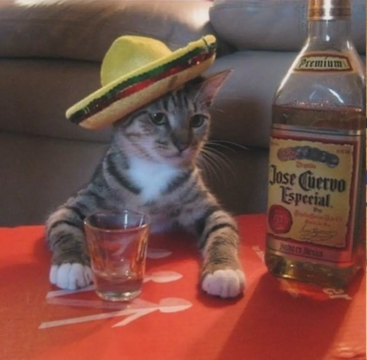 A tabby cat wearing a yellow sombrero with green and red trim sits at a red table with a shot glass and a bottle of Jose…