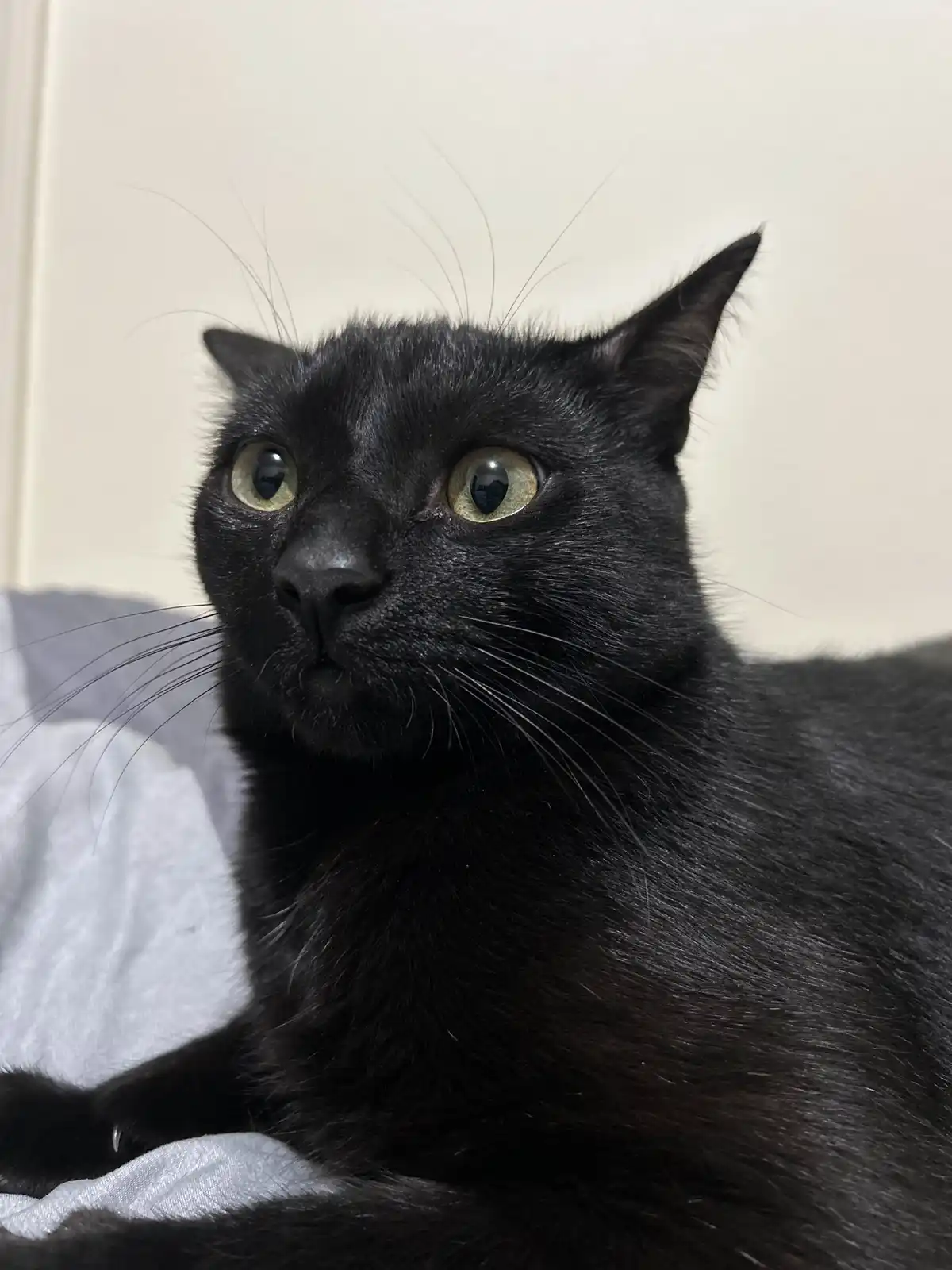 A close-up photo of a black cat with wide, greenish-yellow eyes looking upward and to the side, appearing unimpressed or…