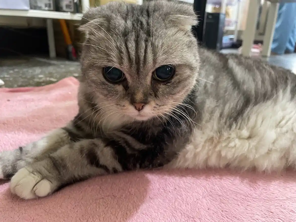 a gray tabby cat with large, soulful eyes and folded ears lies on a pink blanket, looking directly at the camera with a…