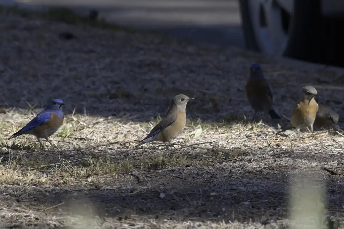 Several western bluebirds stand on dry grass near a car tire, with one bird in the center looking directly forward. The…