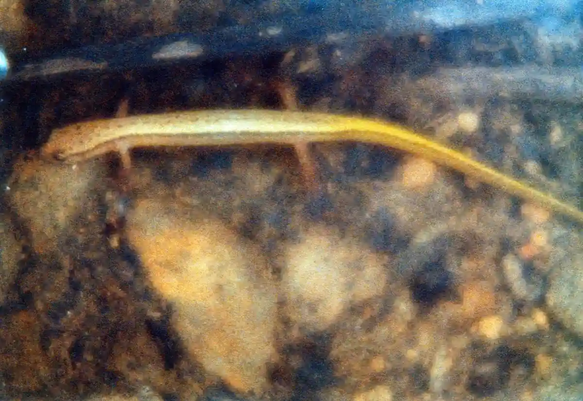A blurry underwater photo shows a long, slender, yellowish fish-like creature resting on a rocky riverbed. The overlaid text…