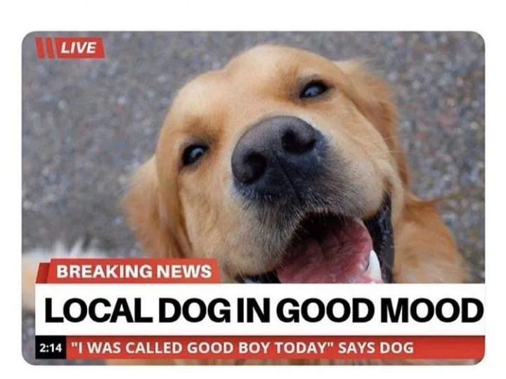 A close-up photo of a happy golden retriever with its mouth open and tongue out, overlaid with a news broadcast graphic. The…
