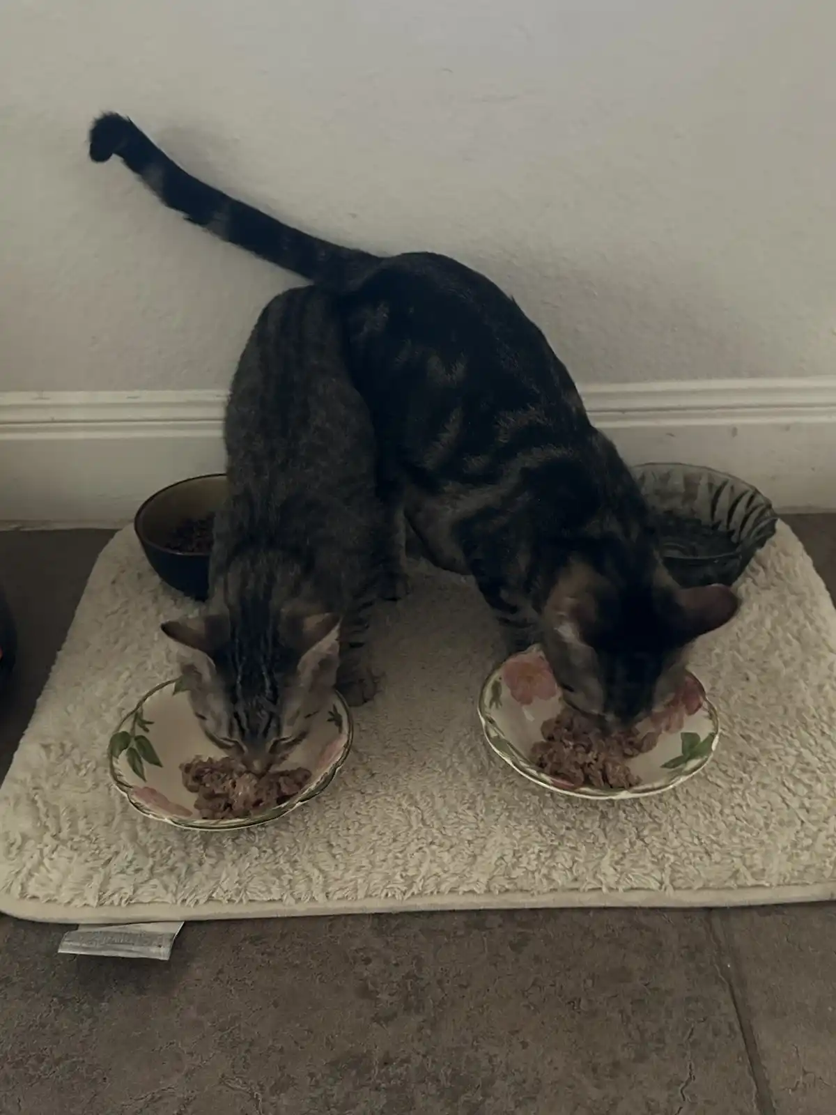 Two tabby cats are eating from separate floral-patterned bowls placed on a fluffy white mat on a tiled floor, with their…