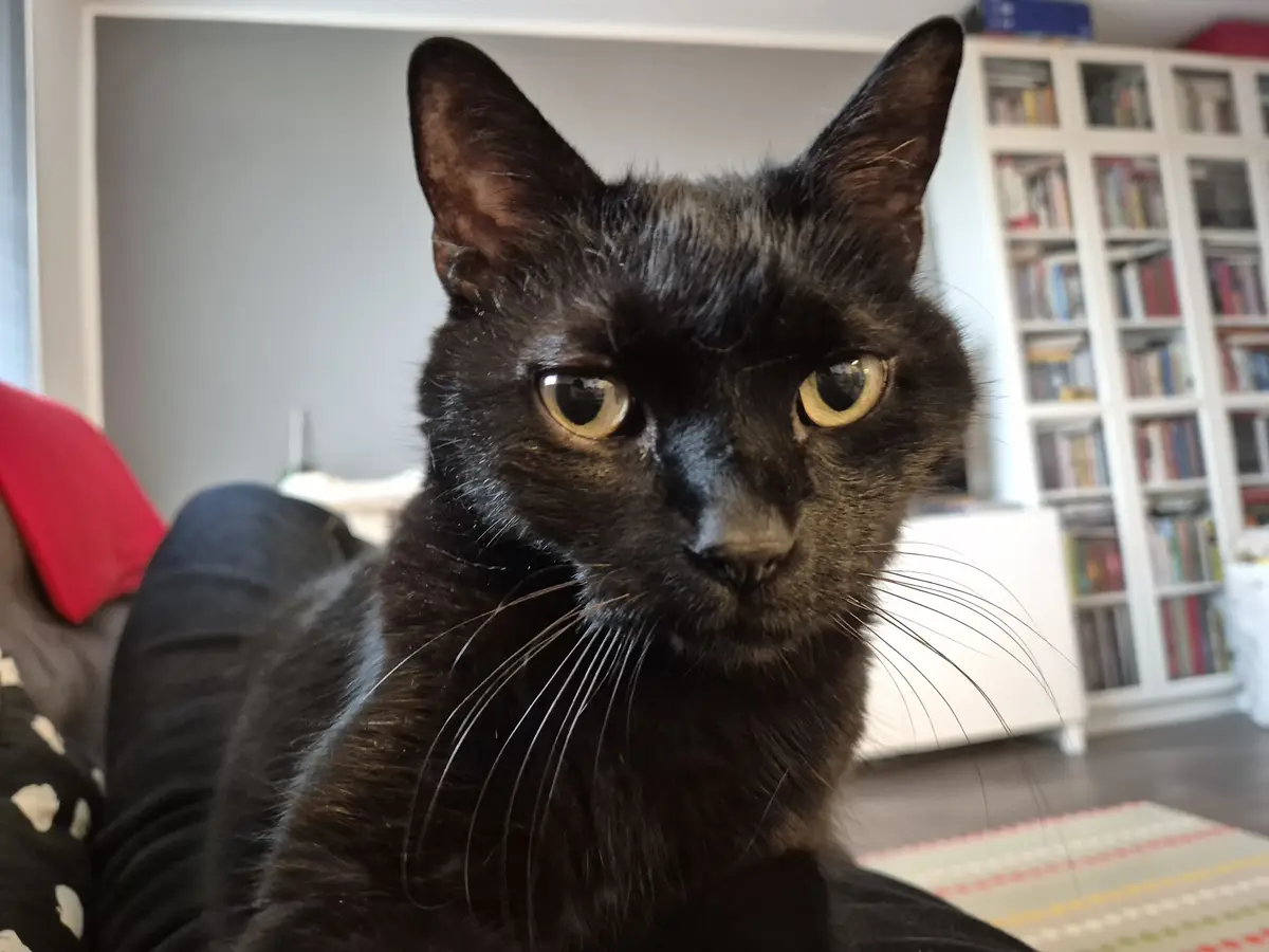 A close-up photo of a black cat with intense yellow eyes staring directly at the camera, sitting on a couch in a living room…
