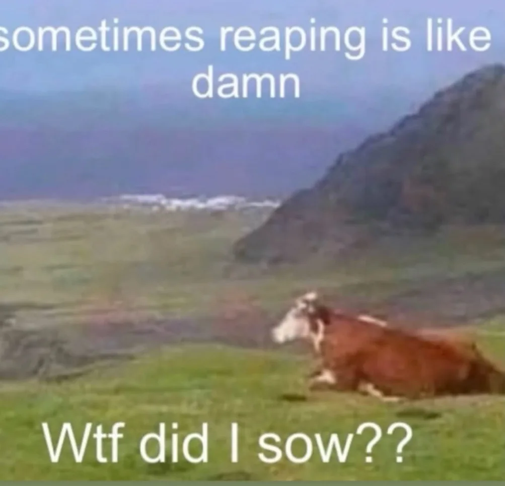 A brown and white cow is lying down in a grassy field with a mountain in the background. White text at the top reads…