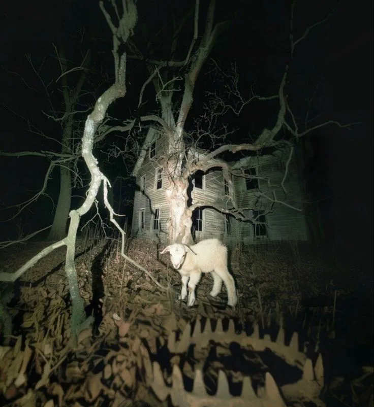 A small white lamb stands in a dark, eerie forest at night, illuminated by a flashlight. Behind it looms a dilapidated…