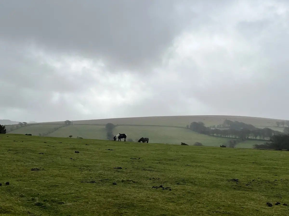 A wide, overcast landscape of rolling green hills with two horses grazing in the distance. The sky is gray and cloudy, and…