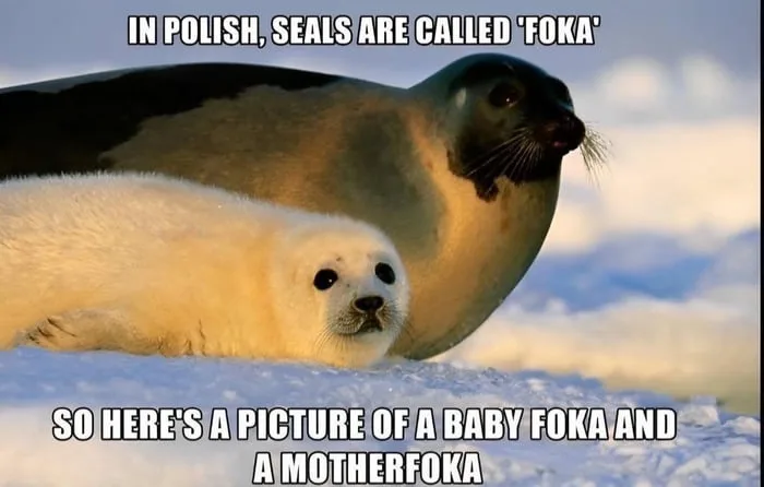 A photograph shows an adult seal and a baby seal resting on snow. The adult seal is behind the baby, both looking toward the…