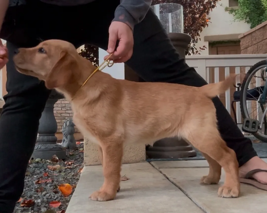 A light brown puppy stands on a concrete patio, wearing a gold chain collar, while a person in black pants and sandals holds…