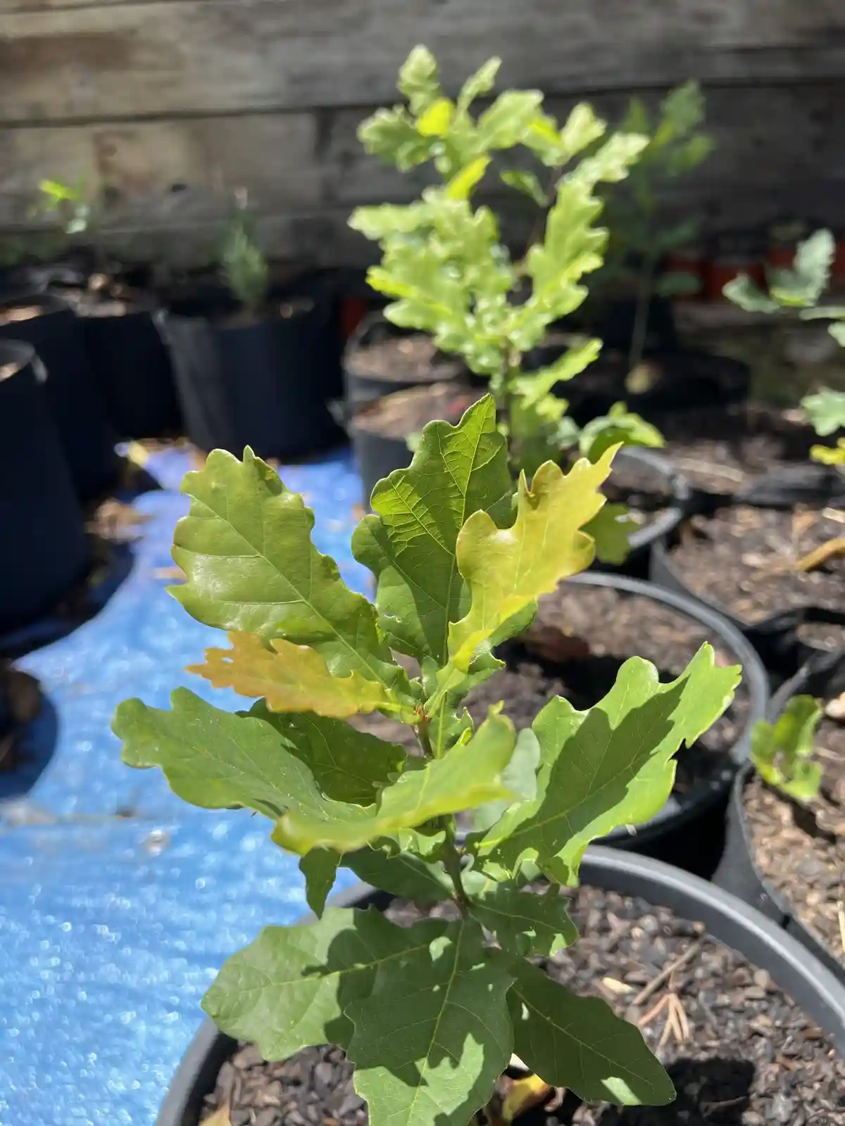 A close-up photo of a young oak sapling in a black pot, with several green leaves showing slight yellowing at the tips. The…